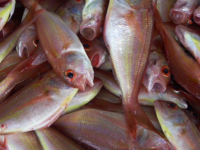 Aquatic Foods